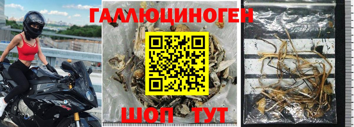 Галлюциногенные грибы Psilocybe Кумертау